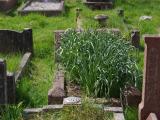 image of grave number 636311